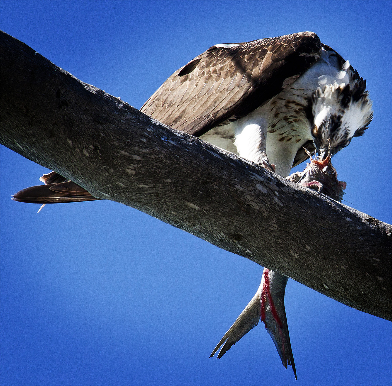 what do osprey eat